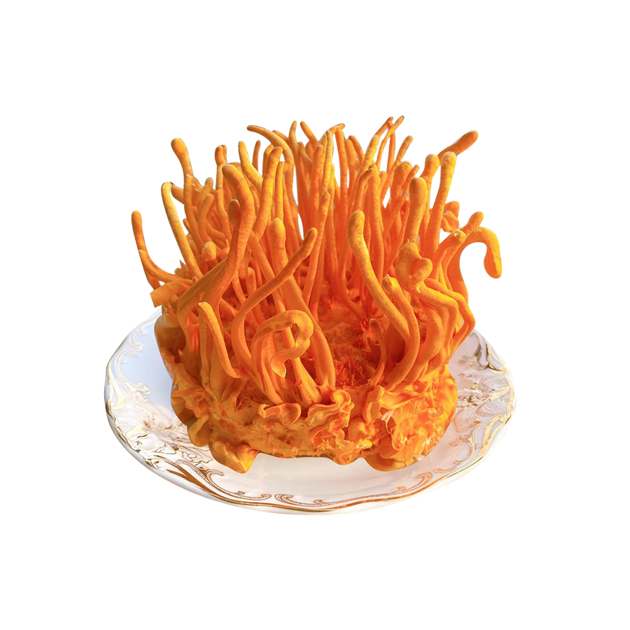 Đông trùng hạ thảo